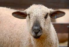 Foto de la galería: Exitoso remate de animales menores en el campo La Armonía de San José