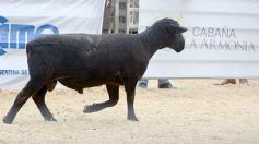 Foto de la galería: Exitoso remate de animales menores en el campo La Armonía de San José