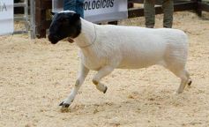 Foto de la galería: Exitoso remate de animales menores en el campo La Armonía de San José