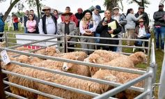 Foto de la galería: Exitoso remate de animales menores en el campo La Armonía de San José