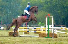 Foto de la galería: Exitoso remate de animales menores en el campo La Armonía de San José