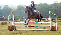 Foto de la galería: Exitoso remate de animales menores en el campo La Armonía de San José