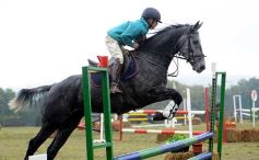 Foto de la galería: Exitoso remate de animales menores en el campo La Armonía de San José