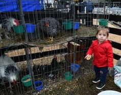 Foto de la galería: Remate en San José: más postales del encuentro y Torneo Hípico en el campo La Armonía
