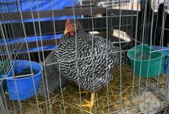 Foto de la galería: Remate en San José: más postales del encuentro y Torneo Hípico en el campo La Armonía