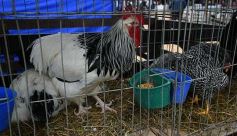 Foto de la galería: Remate en San José: más postales del encuentro y Torneo Hípico en el campo La Armonía