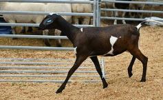 Foto de la galería: Remate en San José: más postales del encuentro y Torneo Hípico en el campo La Armonía