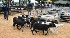 Foto de la galería: Remate en San José: más postales del encuentro y Torneo Hípico en el campo La Armonía