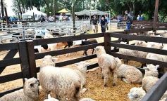 Foto de la galería: Remate en San José: más postales del encuentro y Torneo Hípico en el campo La Armonía