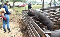 Foto de la galería: Remate en San José: más postales del encuentro y Torneo Hípico en el campo La Armonía