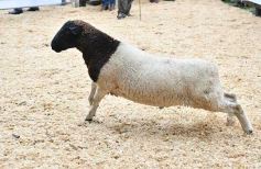 Foto de la galería: Remate en San José: más postales del encuentro y Torneo Hípico en el campo La Armonía