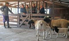 Foto de la galería: Productiva visita del presidente del IFAI Gervasoni al Campo de ovejas "La Armonía"