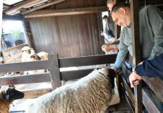 Foto de la galería: Productiva visita del presidente del IFAI Gervasoni al Campo de ovejas "La Armonía"