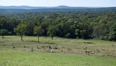 Foto de la galería: Productiva visita del presidente del IFAI Gervasoni al Campo de ovejas "La Armonía"
