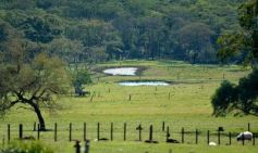 Foto de la galería: Productiva visita del presidente del IFAI Gervasoni al Campo de ovejas "La Armonía"