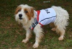 Foto de la galería: Corona, invicto y ascenso: Guaraní campeón del Regional B de Hockey