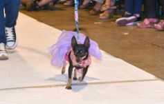 Foto de la galería: Súper coquetos: los más peques tuvieron una tarde de moda y brillo en el Parque del Conocimiento