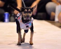 Foto de la galería: Súper coquetos: los más peques tuvieron una tarde de moda y brillo en el Parque del Conocimiento