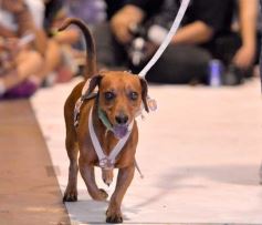 Foto de la galería: Súper coquetos: los más peques tuvieron una tarde de moda y brillo en el Parque del Conocimiento