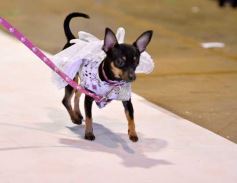 Foto de la galería: Súper coquetos: los más peques tuvieron una tarde de moda y brillo en el Parque del Conocimiento