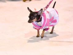Foto de la galería: Súper coquetos: los más peques tuvieron una tarde de moda y brillo en el Parque del Conocimiento