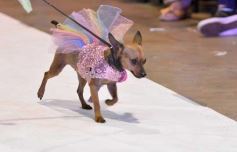 Foto de la galería: Súper coquetos: los más peques tuvieron una tarde de moda y brillo en el Parque del Conocimiento