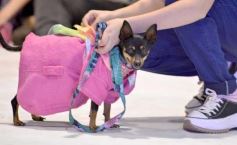 Foto de la galería: Súper coquetos: los más peques tuvieron una tarde de moda y brillo en el Parque del Conocimiento