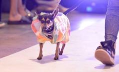 Foto de la galería: Súper coquetos: los más peques tuvieron una tarde de moda y brillo en el Parque del Conocimiento