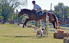 Foto de la galería: Torneo de Equitación: los saltos hípicos animaron otro domingo de salida familiar en Posadas