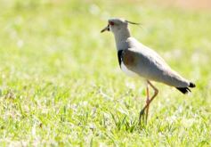 Foto de la galería: Equitación en Posadas: el Polo también sumó al disfrute a pleno