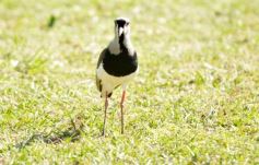 Foto de la galería: Equitación en Posadas: el Polo también sumó al disfrute a pleno