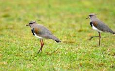 Foto de la galería: Torneo Provincial: la finalísima se define en Villa Sarita