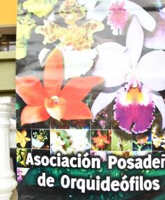 Foto de la galería: Orquídeas en flor volvieron a copar una nueva Expo en Posadas