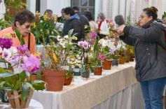 Foto de la galería: Orquídeas en flor volvieron a copar una nueva Expo en Posadas