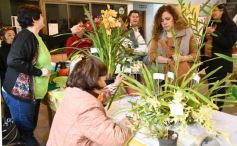 Foto de la galería: Orquídeas en flor volvieron a copar una nueva Expo en Posadas