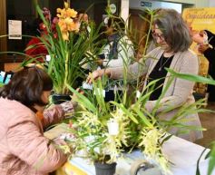 Foto de la galería: Orquídeas en flor volvieron a copar una nueva Expo en Posadas