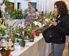 Foto de la galería: Orquídeas en flor volvieron a copar una nueva Expo en Posadas