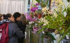 Foto de la galería: Orquídeas en flor volvieron a copar una nueva Expo en Posadas