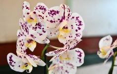 Foto de la galería: Orquídeas en flor volvieron a copar una nueva Expo en Posadas