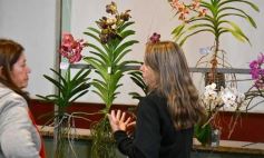 Foto de la galería: Orquídeas en flor volvieron a copar una nueva Expo en Posadas