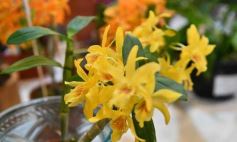 Foto de la galería: Orquídeas en flor volvieron a copar una nueva Expo en Posadas