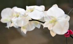 Foto de la galería: Orquídeas en flor volvieron a copar una nueva Expo en Posadas