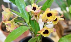 Foto de la galería: Orquídeas en flor volvieron a copar una nueva Expo en Posadas