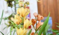 Foto de la galería: Orquídeas en flor volvieron a copar una nueva Expo en Posadas