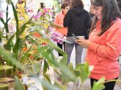 Foto de la galería: Orquídeas en flor volvieron a copar una nueva Expo en Posadas