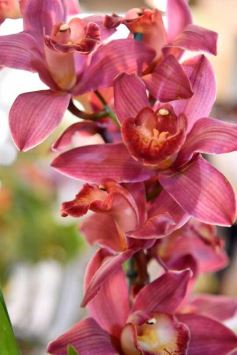 Foto de la galería: Orquídeas en flor volvieron a copar una nueva Expo en Posadas