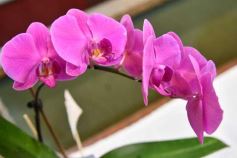 Foto de la galería: Orquídeas en flor volvieron a copar una nueva Expo en Posadas