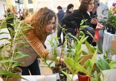 Foto de la galería: Orquídeas en flor volvieron a copar una nueva Expo en Posadas