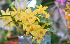 Foto de la galería: Orquídeas en flor volvieron a copar una nueva Expo en Posadas