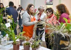 Foto de la galería: Orquídeas en flor volvieron a copar una nueva Expo en Posadas